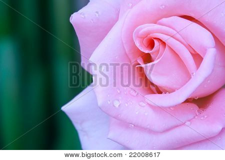 Hermosas rosas