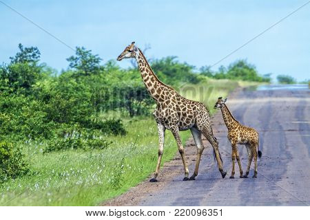 Giraffe in Kruger national park, South African; Specie Giraffa camelopardalis family of Giraffidae