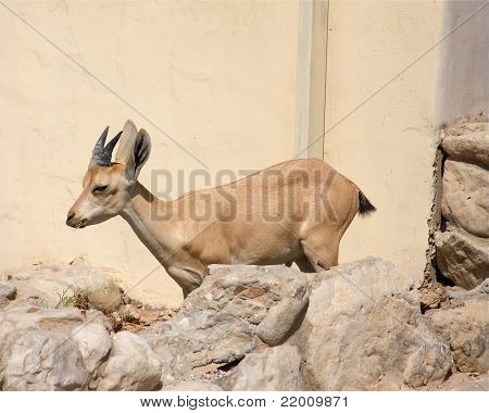 Ibex