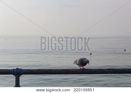 Single pigeon on a blue painted metal railing overlooking the ocean in morning, horizontal aspect