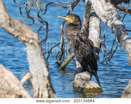 The Great Cormorant (Phalacrocorax carbo) is the largest of the Australian cormorants and is one of the largest in the world.