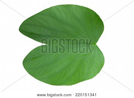 isolated Bauhinia aureifolia green leaf  on white background