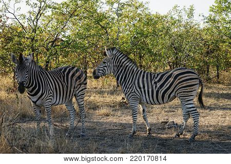 Burchell Zebra in the wilderness playing .