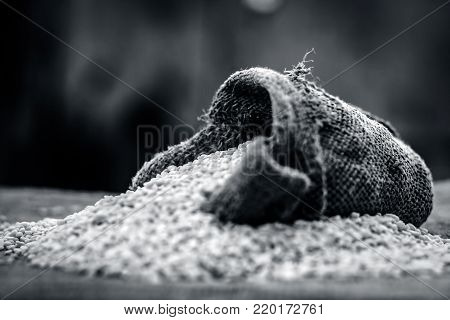 Raw Organic White Lentil,vigna Mungo In A Gunny Bag.