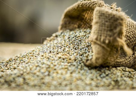 Raw Organic Pennisetum Glaucum,pearl  Millet Coming Out Of A Gunny Bag.