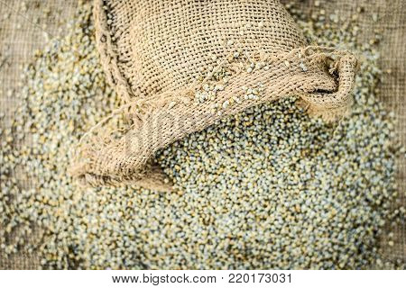Raw Organic Pennisetum Glaucum,pearl  Millet Coming Out Of A Gunny Bag.