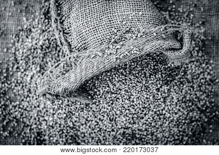 Raw Organic Pennisetum Glaucum,pearl  Millet Coming Out Of A Gunny Bag.