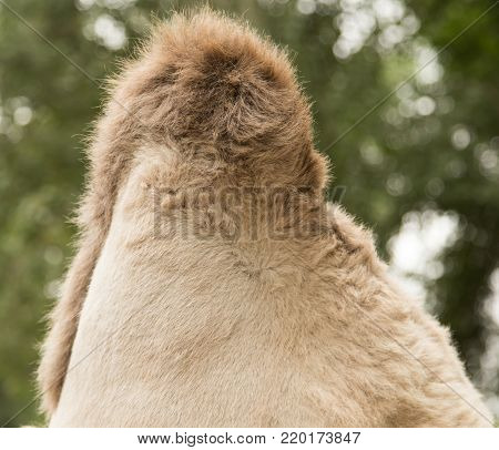 hump camel . In the park in nature