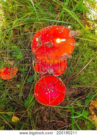 Reds in a white peas fly agaric, on a glade in the forest.