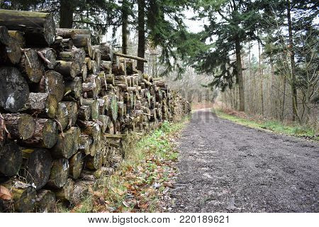 Log pile extending into the distance adjacent to a forestry track, with a backdrop of a mixture of evergreen and deciduous woodland.