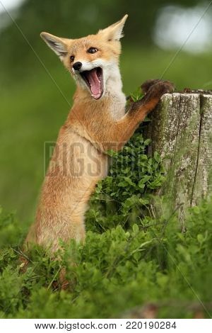 Vulpes vulpes. Fox is widespread throughout Europe. The wild nature of Europe. Autumn colors in the photo. Beautiful photo. Fox and orchid. Nature Czech.