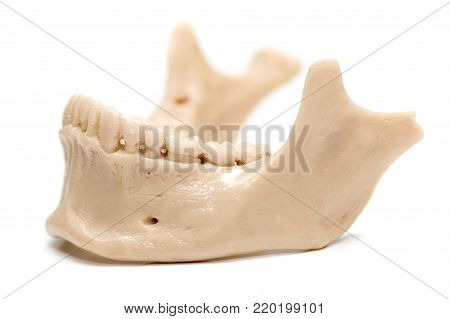 human jaw on a white background . Photos in the studio