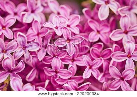 Fragrant lilac blossoms Syringa vulgaris . Shallow depth of field, selective focus