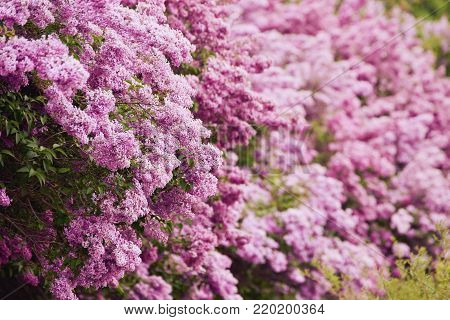 Fragrant lilac blossoms Syringa vulgaris . Shallow depth of field, selective focus
