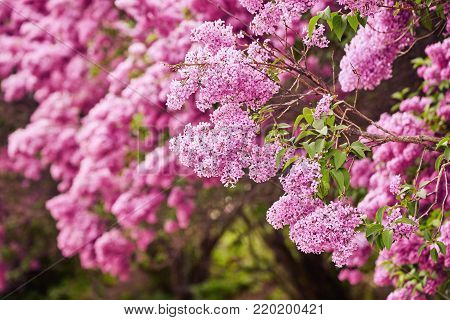 Beautiful fresh purple violet flowers. Close up of purple flowers. Spring flower, a branch of lilac. Lilac bush, lilac background.