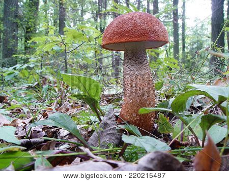 Extremely beautiful mushroom with a red hat, horizontal cropping