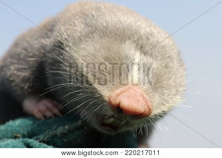 close up of lesser mole rat head ( Spalax leucodon )