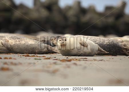 Phocidae. The beautiful wild nature of the North Sea. Germany. Animal on the beach. Nature of Europe. Free nature. Beautiful nature photos. Sea. Beach. Stones.