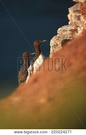 Uria aalge. The wild nature of the North Sea. A bird on a rock over the sea. The beautiful nature of northern Europe. Nice shot. Red color in photo.