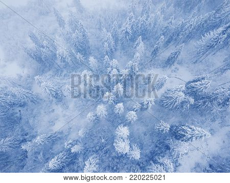 Aerial view on the coniferous forest in the mountains in winter at sunset. Clear sunny frosty weather