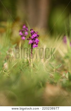 Orchis morio. Orchid in nature in the Czech Republic. Wild nature. A very rare plant. Taken in the morning. The sun in the photo. Beautiful nature. Wild orchids on the morning meadow.