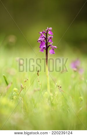 Orchis morio. Orchid in nature in the Czech Republic. Wild nature. A very rare plant. Taken in the morning. The sun in the photo. Beautiful nature. Wild orchids on the morning meadow.