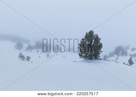 Pine tree in a snowed and foggy landscape,  Larra, Navarra