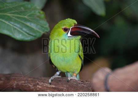 Emerald toucanet bird sitting on a tree branch in Mexico.