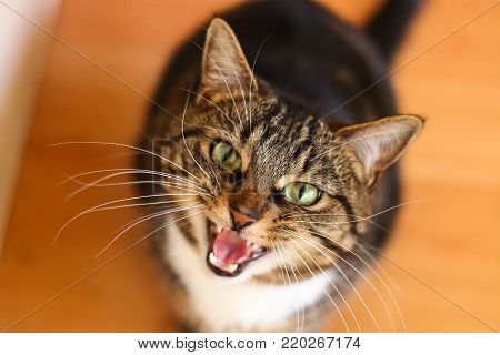 A green eyed tabby cat miaowing for food