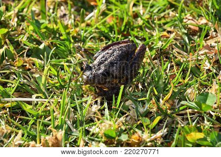 A close up of a native Australian frog