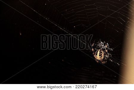 Black and Yellow Argiope spider Argiope aurantia in its web at the Corkscrew Swamp Sanctuary in Naples, Florida