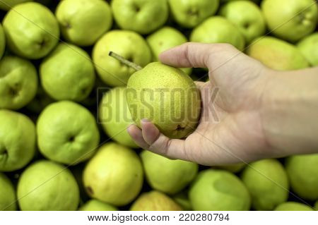 Holding a fresh pear in the market with green pears as background