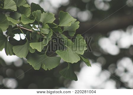 ginkgo biloba image photo