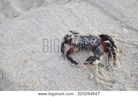 crab or black crab on the beach