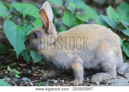 Cute Rabbit At  Okunoshima, Hiroshima, Japan