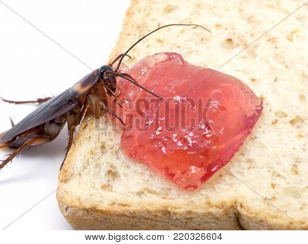 Close up cockroach on the whole wheat bread with red jam.Cockroach eating whole wheat bread on white background(Isolated background). Cockroaches are carriers of the disease.