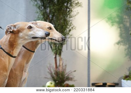 Italian grayhounds portrait. adorable animal at the park
