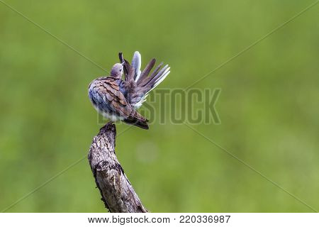 Laughing dove in Kruger national park, South Africa ; Specie Streptopelia senegalensis family of Columbidae