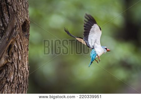 Woodland kingfisher in Kruger national park, South Africa ; Specie Halcyon senegalensis family of Alcedinidae