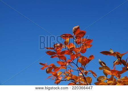 Contrasts in nature, red leaves and blue sky