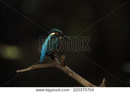 Alcedo atthis. It occurs throughout Europe. Looking for slow-flowing rivers. And clean water. The wild nature of Europe. Free nature. Photographed in the Czech Republic. Beautiful nature photos. A rare bird.