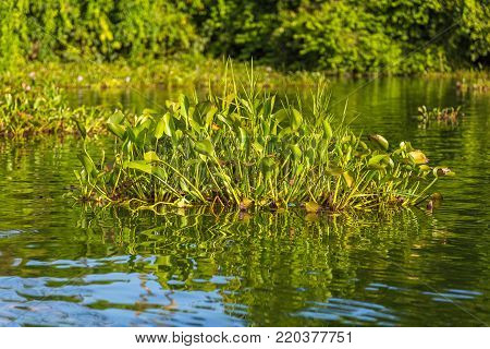 Water plant in the Phewa Lake. Phewa Lake is the most popular and most visited lake of Nepal.