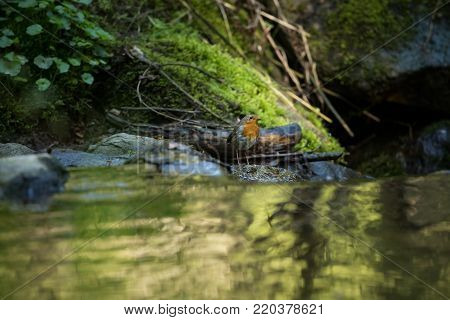 Erithacus rubecula. European small bird, ubiquitous throughout Europe. Besides the north of Scandinavia, it is also found in north-west Asia and North Africa. Free nature. The wild nature of the Czech Republic. Beautiful photo. Stream. Water.