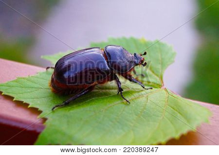 A beautiful, shiny metallic beetle on a green leaf, closeup
