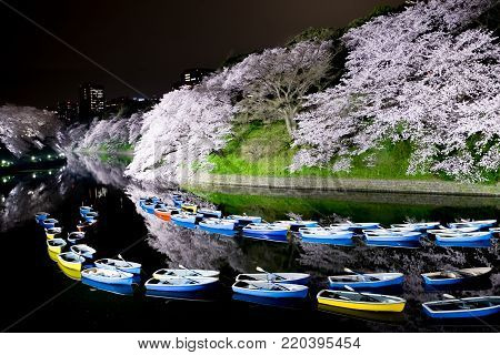 beauty Sakura night scene in the Chidorigafuchi