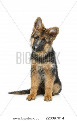 beautiful 4 month old german shepard puppy dog isolated on white background. copy space.