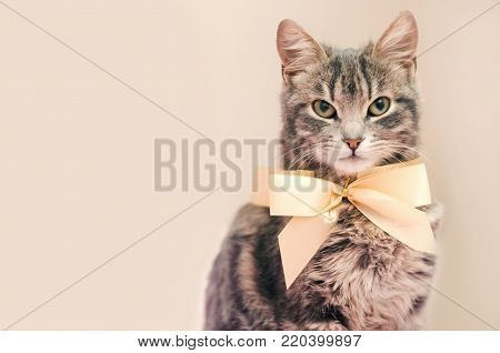 gray cat with a bow on a gray beige background