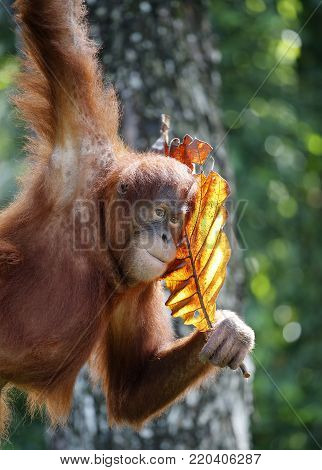 Orang Hutan hanging on the tree at zoo in Kuala Lumpur, December 25, 2017.