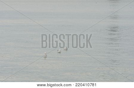 Three seagulls floating in calm waters of the ocean