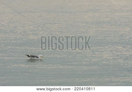 Single seagull floating in calm waters of the ocean